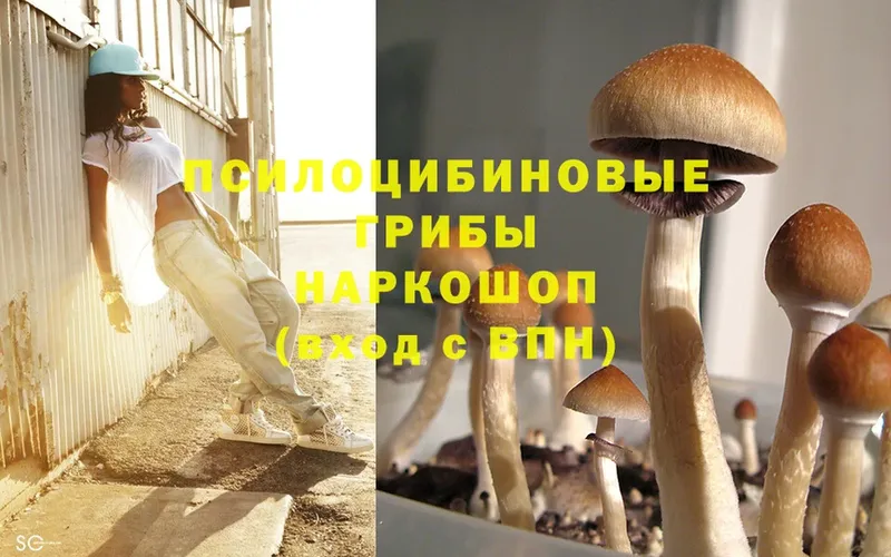 hydra   где продают   Коркино  Галлюциногенные грибы Cubensis 